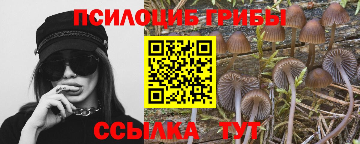 Гатчина  Псилоцибиновые грибы Psilocybine cubensis  Вход с VPN 